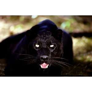  Safari LTD Black Panther Laminated Poster Toys & Games