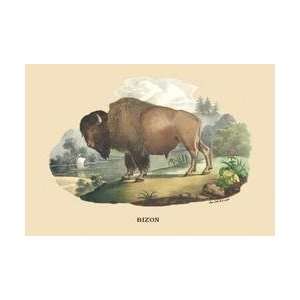  Bizon (Bison) 28x42 Giclee on Canvas