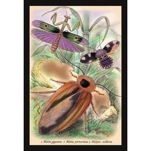 Poster 12 x 18 stock. Insects Blatta Gigantea, B. Petiveriana and 