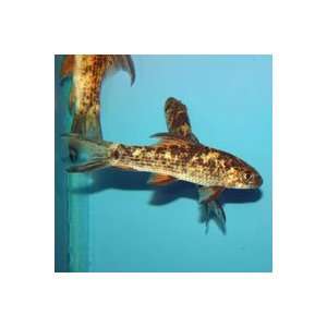  Labeo cyclorhynchus Variegated Shark