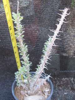 Fouquieria splendens Cold Hardy Texas Ocotillo 24  