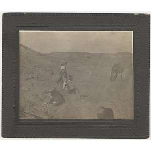    Pulling cow from gulley,cowboys,Texas,TX,c1907