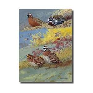   Different Species Of Bobwhite And Quail Giclee Print