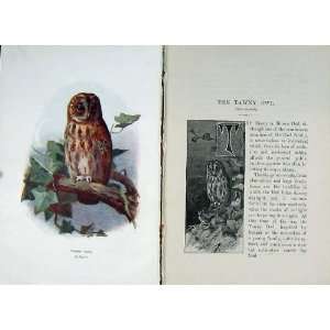    1901 Swaysland Wild Birds Tawny Brown Owl Thorburn