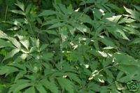 Black Cohosh rootstock (Cimicifuga racemosa)  