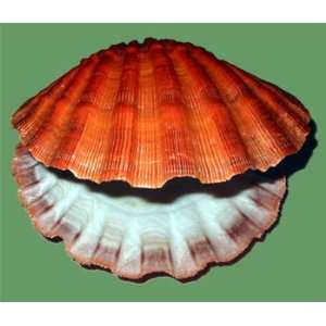  Large Scallop Shell