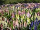 Dwarf LUPINE Minarette Mix 20 seeds native perennial Early Flowering 