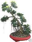 Green Island Ficus Bonsai Tree 44 Tall Aerial Roots