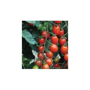  Tomato Grape Sweet Mojo F1 20 Seeds per Packet Patio 