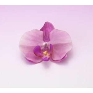 Moon Orchid in Light Purple