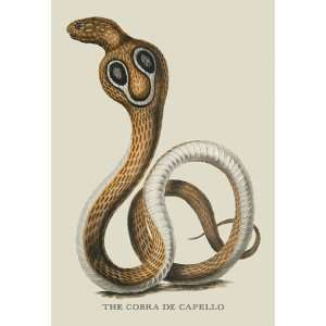  Cobra de Capello 28X42 Canvas Giclee