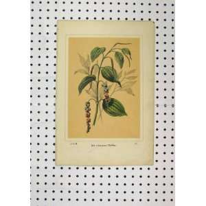   C1850 Colour Print Der Schwarze Pfeffer Flower Plant