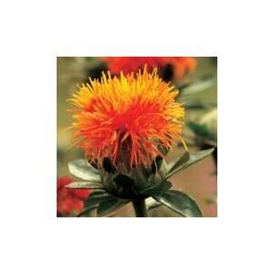  Orange Granade Safflower   1 oz.