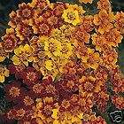 THOMPSON MORGANS MARIGOLD SEEDS MR MAJESTIC 25 SEEDS items in Marys 