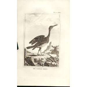  The Caural Snipe 1812 Buffon Birds Plate 206