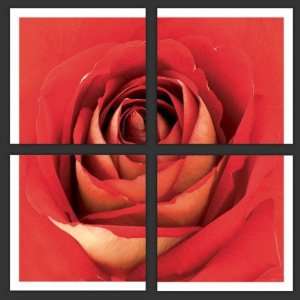  Quatro Coeur De Rose by Guillaume Plisson. Size 11.75 