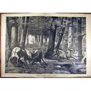  Painting Combat Cerfs Stagg Courbet Fine Art French