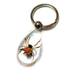  REAL SPINY SPIDER Key Ring 
