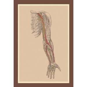  The Spinal Nerves 20x30 poster