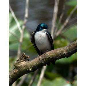  Tree Swallow