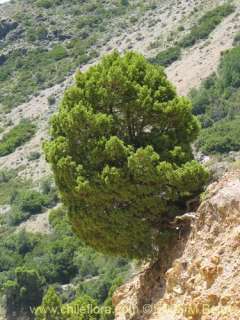 Image of Austrocedrus chilensis (Ciprés de la cordillera / Cedro)