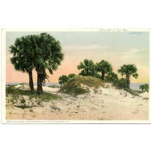   Sand Dunes and Palmettoes   Isle of Palms   Charleston South Carolina