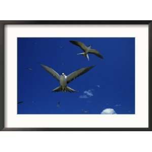 Sooty Terns in Flight in a Blue Sky Art Styles Framed Photographic 