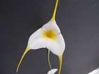 Masdevallia White Angel orchid will produce charming white flowers 