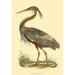  Small Purple Heron   Poster by John Selby (13x19)