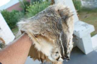Open skinned badger pelt pro tanned hide/skin/fur/leather for 