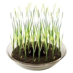 DuneCraft Grow Your Own Cattails Toys & Games