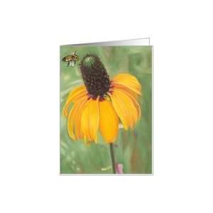 Clasping Coneflower   Note Cards   Blank Cards Card 