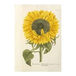 Sun Flower by Johann wilhem Weinmann. Size 20.74 inches width by 29.92 