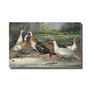  Several Species Of Runner Ducks And Muscovy Ducks Giclee 