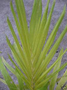 GoldenLeaf Manila Palm or Christmas palm Seedling Plant  