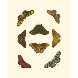  Cramer Butterfly Study IV Finest LAMINATED Print Pieter Cramer 