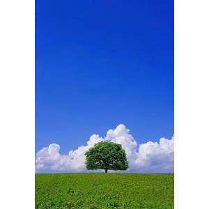 Single Tree in a Field under a Blue Sky. Hokkaido, Japan   Peel and 