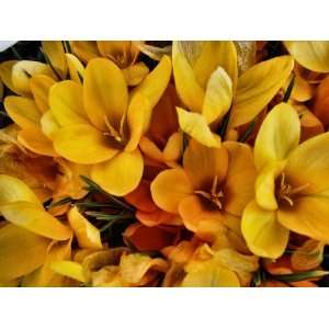  200 Giant Yellow Crocus Flower Bulbs Patio, Lawn & Garden