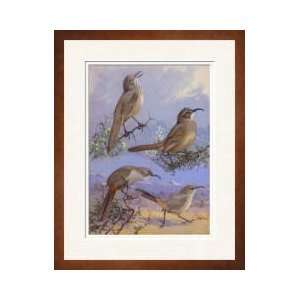   Four Different Species Of Thrasher Framed Giclee Print