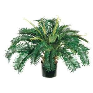  26 Cycas Palm X32 in Round Pot Green (Pack of 2)