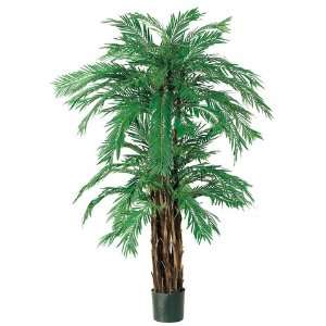 Cycas Palm X10 W/3900 Lvs. in Pot Two Tone Green (Pack of 2 