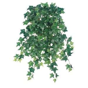   Sage Ivy Hanging Bush x15 w/248 Lvs. Two Tone Green (Pack of 12) Home