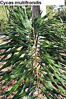 Cycas multifrondis RARE Cycad Spider Web like leaves  