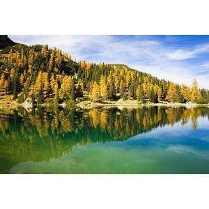  Larch Trees on Lake Seebensee   Peel and Stick Wall Decal 
