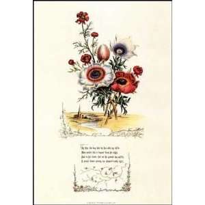    Shakespeare S Flowers Flos Adonis Poster Print