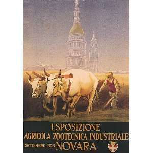 COW CATTLE ESPOSIZIONE AGRICOLA ZOOTECNICA INDUSTRIALE NOVARA ITALY 