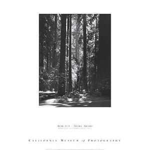  Redwoods, FounderâS Grove By Ansel Adams Highest Quality 