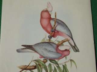 GOULD VINTAGE LITHOGRAPH ROSE BREASTED COCKATOO 1950  