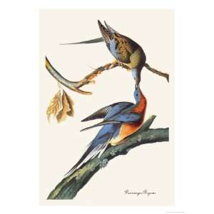   Giclee Poster Print by John James Audubon, 24x32