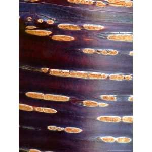  Prunus Rufa (Himalayan Cherry), Close up Bark Photographic 